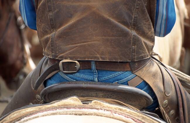 Quarter Horse (Equus przewalskii f. caballus), Cowboy im Sattel sitzend von hinten, Detail Quarterhorse (Equus przewalskii f. caballus), cowboy sitting in a saddle, backview, detail BLWS009679