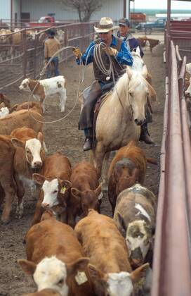 Quarter Horse (Equus przewalskii f. caballus), Cowboys treiben Kaelber zusammen Quarterhorse (Equus przewalskii f. caballus), roundup of calves by cowboys BLWS009683