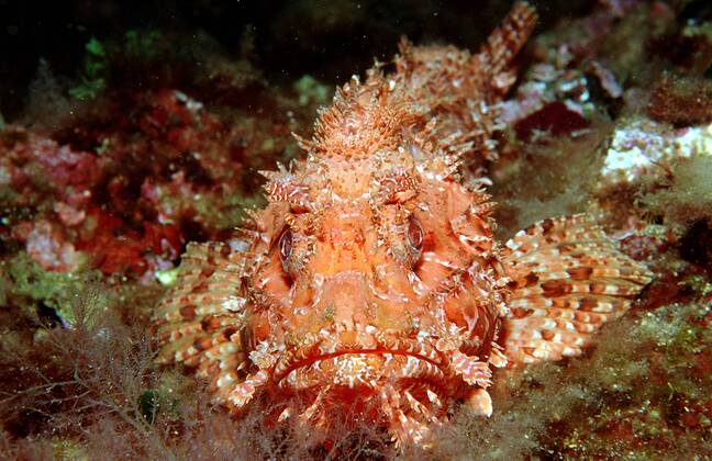 Großer Roter Drachenkopf, Scorpaena scrofa, Spanien, Mittelmeer, Costa Brava Great rockfish, Scorpaena scrofa, Spain, Mediterranean Sea, Costa Brava Highlight !DATUM GESCHÄTZT!