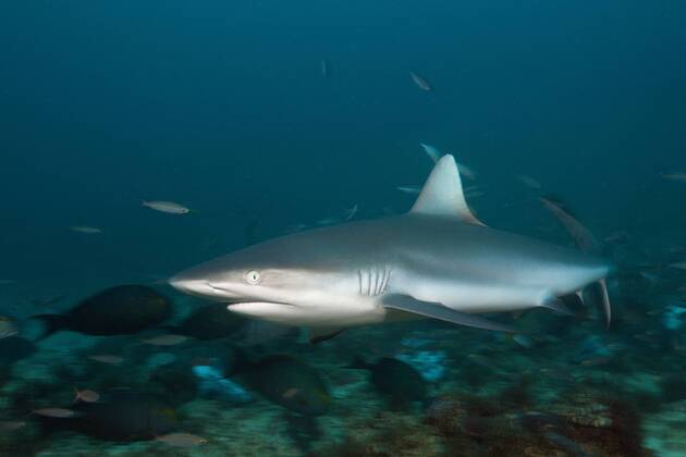 Grauer Riffhai, Carcharhinus amblyrhynchos, Beqa Lagoon, Viti Levu, Fidschi Grey Reef Shark, Carcharhinus amblyrhynchos, Beqa Lagoon, Viti Levu, Fiji Highlight !DATUM GESCHÄTZT!