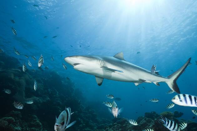 Grauer Riffhai, Carcharhinus amblyrhynchos, Beqa Lagoon, Viti Levu, Fidschi Grey Reef Shark, Carcharhinus amblyrhynchos, Beqa Lagoon, Viti Levu, Fiji Highlight !DATUM GESCHÄTZT!