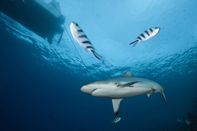 Grauer Riffhai, Carcharhinus amblyrhynchos, Beqa Lagoon, Viti Levu, Fidschi Grey Reef Shark, Carcharhinus amblyrhynchos, Beqa Lagoon, Viti Levu, Fiji Highlight !DATUM GESCHÄTZT!