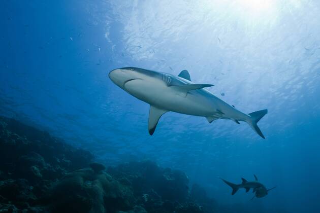 Grauer Riffhai, Carcharhinus amblyrhynchos, Beqa Lagoon, Viti Levu, Fidschi Grey Reef Shark, Carcharhinus amblyrhynchos, Beqa Lagoon, Viti Levu, Fiji Highlight !DATUM GESCHÄTZT!