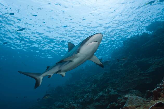 Grauer Riffhai, Carcharhinus amblyrhynchos, Beqa Lagoon, Viti Levu, Fidschi Grey Reef Shark, Carcharhinus amblyrhynchos, Beqa Lagoon, Viti Levu, Fiji Highlight !DATUM GESCHÄTZT!