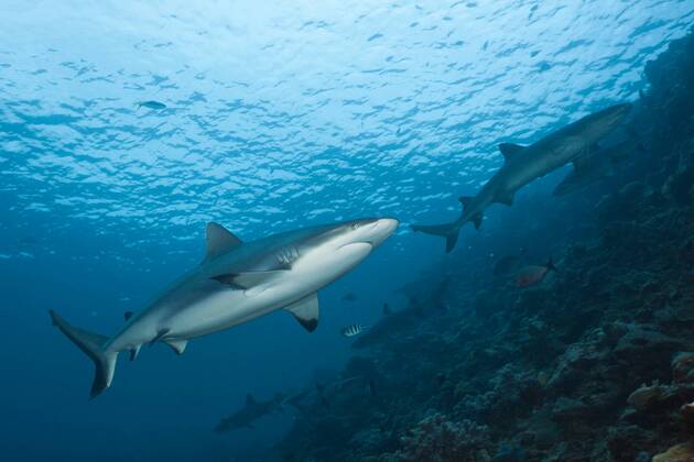 Grauer Riffhai, Carcharhinus amblyrhynchos, Beqa Lagoon, Viti Levu, Fidschi Grey Reef Shark, Carcharhinus amblyrhynchos, Beqa Lagoon, Viti Levu, Fiji Highlight !DATUM GESCHÄTZT!
