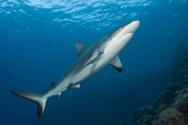 Grauer Riffhai, Carcharhinus amblyrhynchos, Beqa Lagoon, Viti Levu, Fidschi Grey Reef Shark, Carcharhinus amblyrhynchos, Beqa Lagoon, Viti Levu, Fiji Highlight !DATUM GESCHÄTZT!