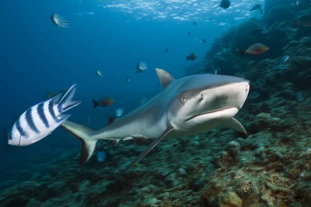 Grauer Riffhai, Carcharhinus amblyrhynchos, Beqa Lagoon, Viti Levu, Fidschi Grey Reef Shark, Carcharhinus amblyrhynchos, Beqa Lagoon, Viti Levu, Fiji Highlight !DATUM GESCHÄTZT!
