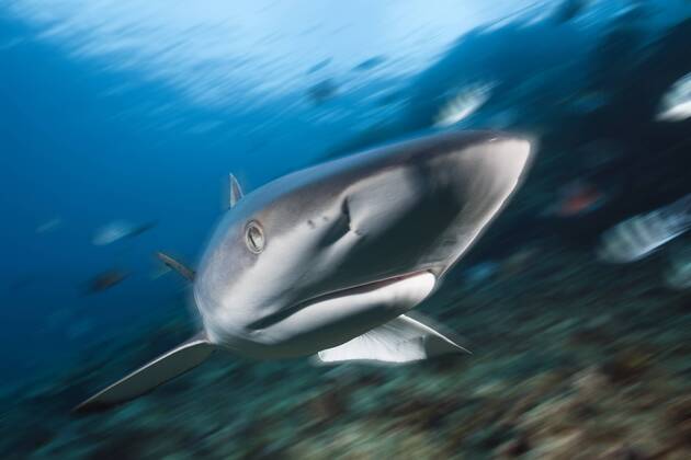 Grauer Riffhai, Carcharhinus amblyrhynchos, Beqa Lagoon, Viti Levu, Fidschi Grey Reef Shark, Carcharhinus amblyrhynchos, Beqa Lagoon, Viti Levu, Fiji Highlight !DATUM GESCHÄTZT!