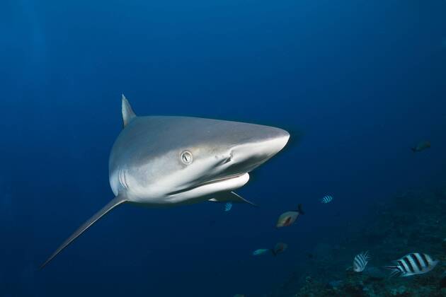 Grauer Riffhai, Carcharhinus amblyrhynchos, Beqa Lagoon, Viti Levu, Fidschi Grey Reef Shark, Carcharhinus amblyrhynchos, Beqa Lagoon, Viti Levu, Fiji Highlight !DATUM GESCHÄTZT!