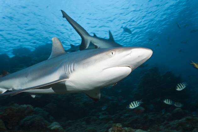 Grauer Riffhai, Carcharhinus amblyrhynchos, Beqa Lagoon, Viti Levu, Fidschi Grey Reef Shark, Carcharhinus amblyrhynchos, Beqa Lagoon, Viti Levu, Fiji Highlight !DATUM GESCHÄTZT!
