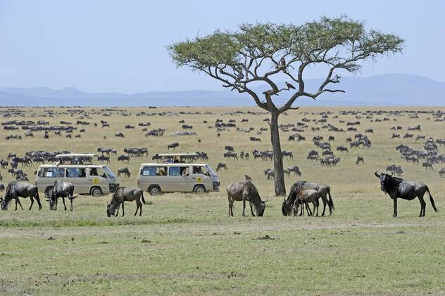 Gnus , Gnu (Connochaetes taurinus), Herde auf Weideland, im Hintergrund Safariwagen, Masai Mara, Kenia, Afrika - INGOxSCHULZ