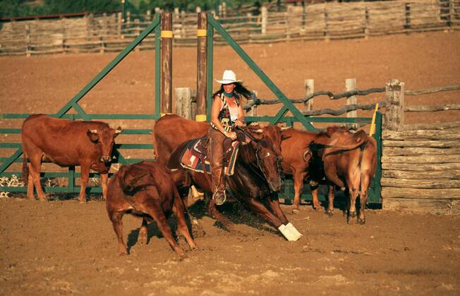 Quarter Horse (Equus przewalskii f. caballus), cowgirl, Cutting Quarterhorse (Equus przewalskii f. caballus), cowgirl, cutting BLWS006886