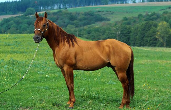 Quarter Horse (Equus przewalskii f. caballus) Quarterhorse (Equus przewalskii f. caballus) BLWS009438