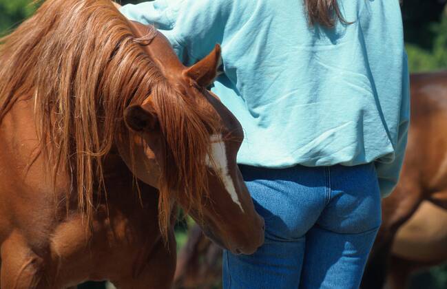 Quarter Horse (Equus przewalskii f. caballus), knabbert an Frau Quarterhorse (Equus przewalskii f. caballus), nibbling at a woman BLWS009588