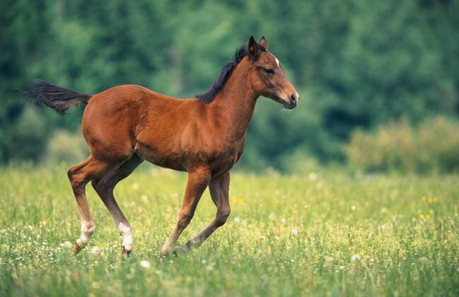 Quarter Horse (Equus przewalskii f. caballus), galoppierendes Fohlen Quarterhorse (Equus przewalskii f. caballus), foal, galloping BLWS009607