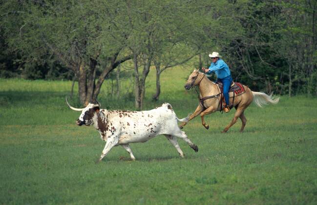Quarter Horse (Equus przewalskii f. caballus), Cowboy verfolgt Longhorn-Rind Quarterhorse (Equus przewalskii f. caballus), cowboy tracing a longhorn cattle BLWS009636
