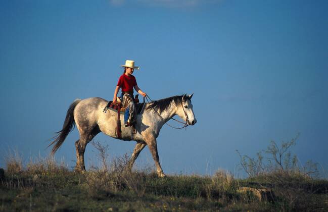 Quarter Horse (Equus przewalskii f. caballus), Cowgirl Quarterhorse (Equus przewalskii f. caballus), cowgirl, riding BLWS009641