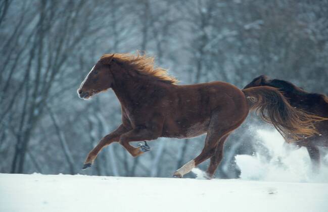 Quarter Horse (Equus przewalskii f. caballus), Galopp im Schnee Quarterhorse (Equus przewalskii f. caballus), galloop in snow BLWS009642