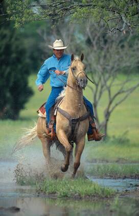 Quarter Horse (Equus przewalskii f. caballus), Cowboy reitet durch Wasser Quarterhorse (Equus przewalskii f. caballus), cowboy riding through water BLWS009643