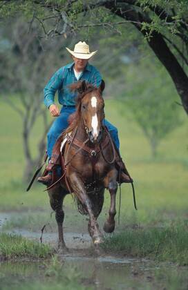 Quarter Horse (Equus przewalskii f. caballus), Cowboy reitet durch Wasser Quarterhorse (Equus przewalskii f. caballus), cowboy riding through water BLWS009644