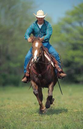Quarter Horse (Equus przewalskii f. caballus), Cowboy galopieren Quarterhorse (Equus przewalskii f. caballus), cowboy gallopping BLWS009645