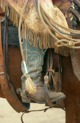 Quarter Horse (Equus przewalskii f. caballus), Cowboy, Chaps und Stiefel Quarterhorse (Equus przewalskii f. caballus), cowboy, chaps and boots BLWS009650
