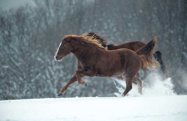 Quarter Horse (Equus przewalskii f. caballus), Galopp im Schnee Quarterhorse (Equus przewalskii f. caballus), gallop in snow BLWS009684