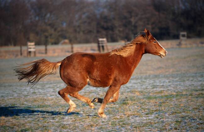 Quarter Horse (Equus przewalskii f. caballus), galoppierend Quarterhorse (Equus przewalskii f. caballus), galloping BLWS009738