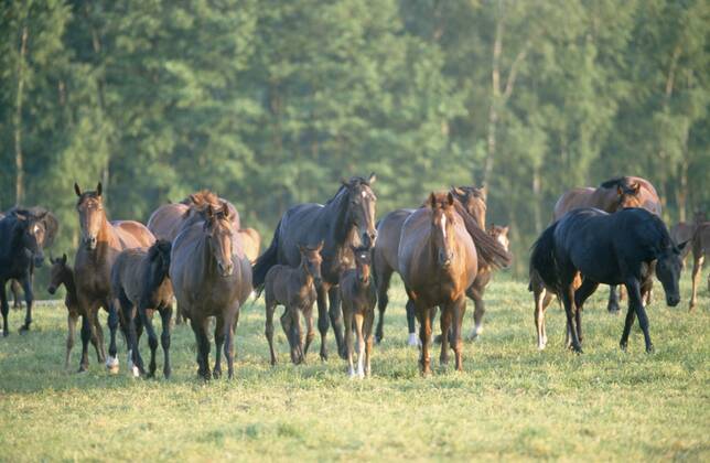 Holsteiner Warmblut, Deutsches Warmblut, Warm-Blut (Equus przewalskii f. caballus), Herde Stuten mit Fohlen auf Weide Holstein horse, German warmblood (Equus przewalskii f. caballus), herd of mares with foals on pasture BLWS019591