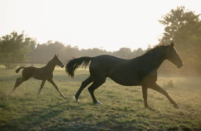 Holsteiner Warmblut, Deutsches Warmblut, Warm-Blut (Equus przewalskii f. caballus), galoppierende Stute mit Fohlen Holstein horse, German warmblood (Equus przewalskii f. caballus), galopping mare and foal BLWS019592