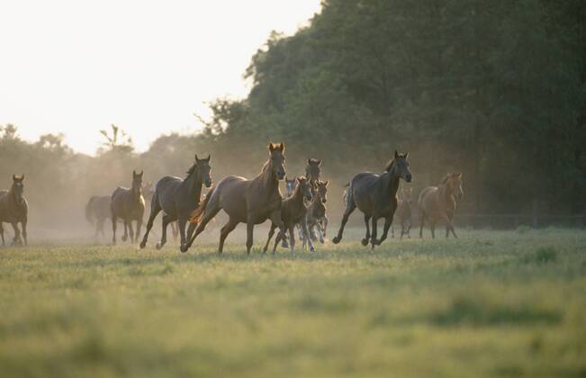 Holsteiner Warmblut, Deutsches Warmblut, Warm-Blut (Equus przewalskii f. caballus), galoppierende Herde Stuten mit Fohlen auf Weide Holstein horse, German warmblood (Equus przewalskii f. caballus), herd of mares and foals galopping across meadow BLWS019593