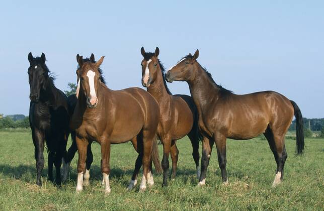 Holsteiner Warmblut, Deutsches Warmblut, Warm-Blut (Equus przewalskii f. caballus), Junghengstherde, fuenf Tiere nebeneinander auf Weide stehend Holstein horse, German warmblood (Equus przewalskii f. caballus), herd of young stallions, standing side by side on pasture BLWS019594