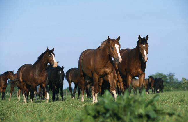 Holsteiner Warmblut, Deutsches Warmblut, Warm-Blut (Equus przewalskii f. caballus), Junghengstpferde Holstein horse, German warmblood (Equus przewalskii f. caballus), herd of young stallions BLWS019595