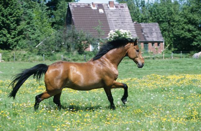 Holsteiner Warmblut, Deutsches Warmblut, Warm-Blut (Equus przewalskii f. caballus), trabend auf Weide Holstein horse, German warmblood (Equus przewalskii f. caballus), trotting across pasture BLWS019596