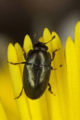 Rapsglanz-Kaefer, Rapsglanzkaefer (Meligethes aeneus, Brassicogethes aeneus), als Bluetenbesucher auf Huflattich, Deutschland pollen beetle (Meligethes aeneus, Brassicogethes aeneus), on coltsfoot, Germany BLWS273771