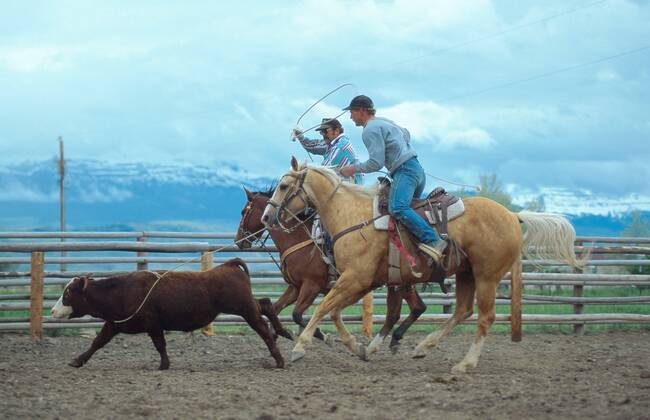 Quarter Horse (Equus przewalskii f. caballus), Cowboys beim Team Roping, Rodeodisziplin, USA Quarterhorse (Equus przewalskii f. caballus), cowboys, team roping, USA BLWS009517