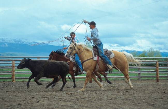 Quarter Horse (Equus przewalskii f. caballus), Cowboys beim Team Roping, Rodeodisziplin, USA Quarterhorse (Equus przewalskii f. caballus), cowboys, team roping, USA BLWS009563