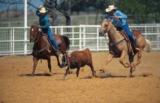 Quarter Horse (Equus przewalskii f. caballus), Cowboys beim Team-Roping, Rodeo-Disziplin Quarterhorse (Equus przewalskii f. caballus), cowboys, team roping BLWS009638