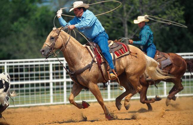 Quarter Horse (Equus przewalskii f. caballus), Cowboys beim Team-Roping, Rodeo-Disziplin Quarterhorse (Equus przewalskii f. caballus), cowboys, team roping BLWS009639