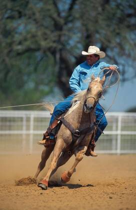 Quarter Horse (Equus przewalskii f. caballus), Cowboy Roping Quarterhorse (Equus przewalskii f. caballus), cowboy roping BLWS009647