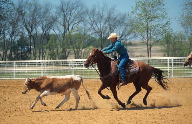 Quarter Horse (Equus przewalskii f. caballus), Cowboy Roping Quarterhorse (Equus przewalskii f. caballus), cowboy roping BLWS009649