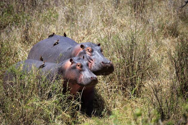 Hippopotamus amphibius (Hippopotamus), Serengeti Nationalpark, Tansania iv_003_5731