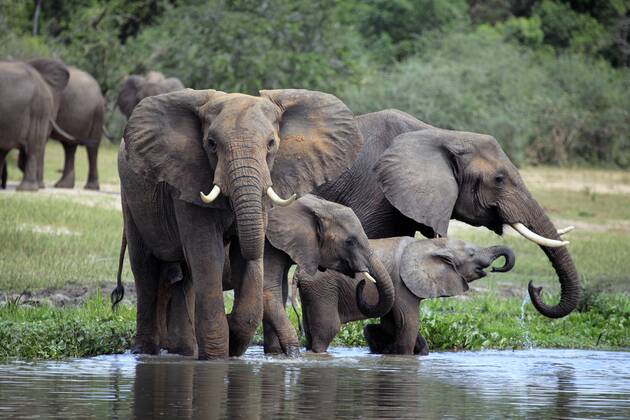 Afrikanischer Elefant (Loxodonta africana), Murchison Falls National Park, Uganda, Ostafrika iv_003_7566