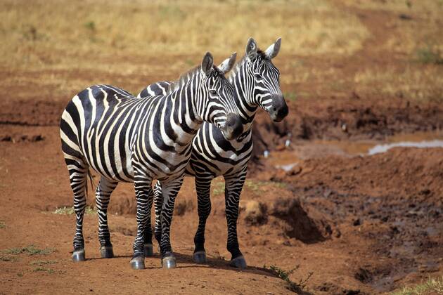 Zebra (Equs burchelli), Kidepo Nationalpark, Uganda, Ostafrika iv_003_7604