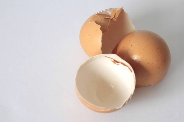 egg, eggs (CTKxPhoto JakubxSyrucek) CTKPhoto559201203120332101