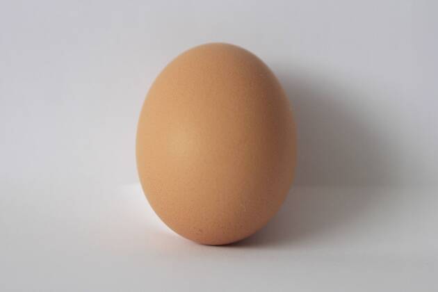 egg, eggs (CTKxPhoto JakubxSyrucek) CTKPhoto581201203120325301