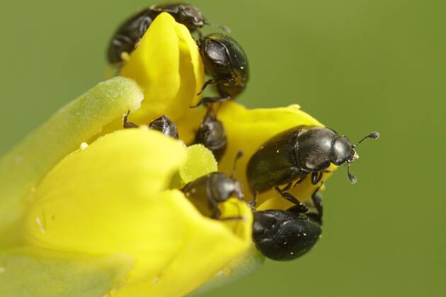 Rapsglanzkaefer, Raps-Glanzkaefer (Meligethes aeneus), fressen an einer Rapsbluete, Deutschland, Bayern pollen beetle (Meligethes aeneus), on a rape flower, Germany, Bavaria BLWS311226