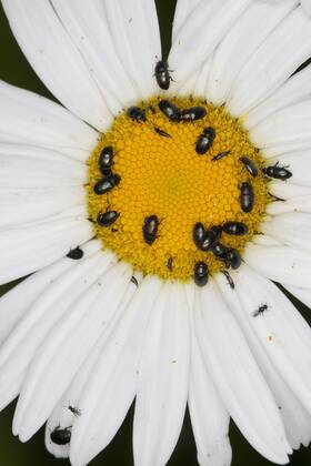Rapsglanzkaefer, Raps-Glanzkaefer (Meligethes aeneus, Brassicogethes aeneus), als Bluetenbesucher auf einer Margerite, Deutschland pollen beetle (Meligethes aeneus, Brassicogethes aeneus), on a daisy flower, Germany BLWS312460