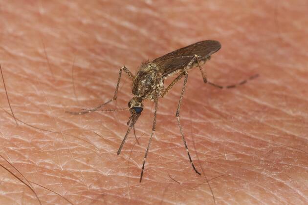 Stechmuecke, Stech-Muecke (Aedes spec.), Weibchen beim Blutsaugen auf menschlicher Haut, Deutschland Mosquito, Gnat (Aedes spec.), female sitting on human skin sucking blood , Germany BLWS279461