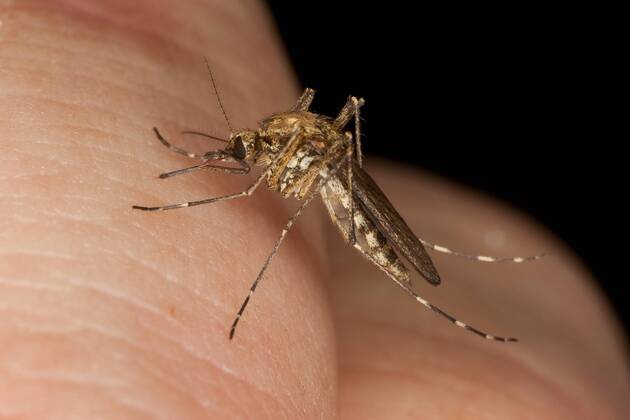 Stechmuecke, Stech-Muecke (Aedes spec.), Weibchen beim Blutsaugen auf menschlicher Haut, Deutschland Mosquito, Gnat (Aedes spec.), female sitting on human skin sucking blood , Germany BLWS279462